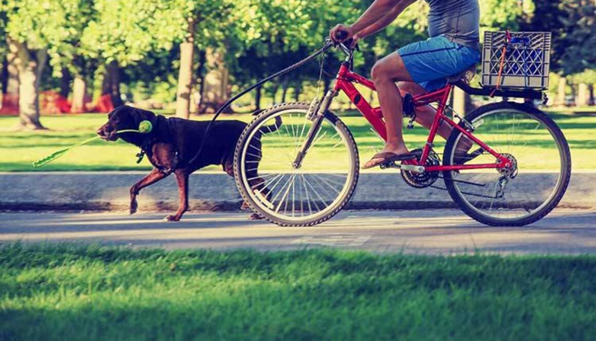7 Tips For Bike Riding With Your Dog
