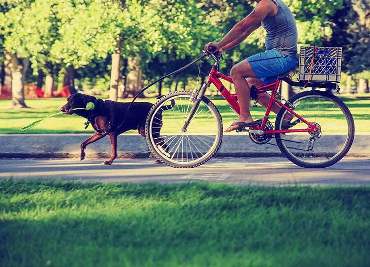 7 Tips For Bike Riding With Your Dog