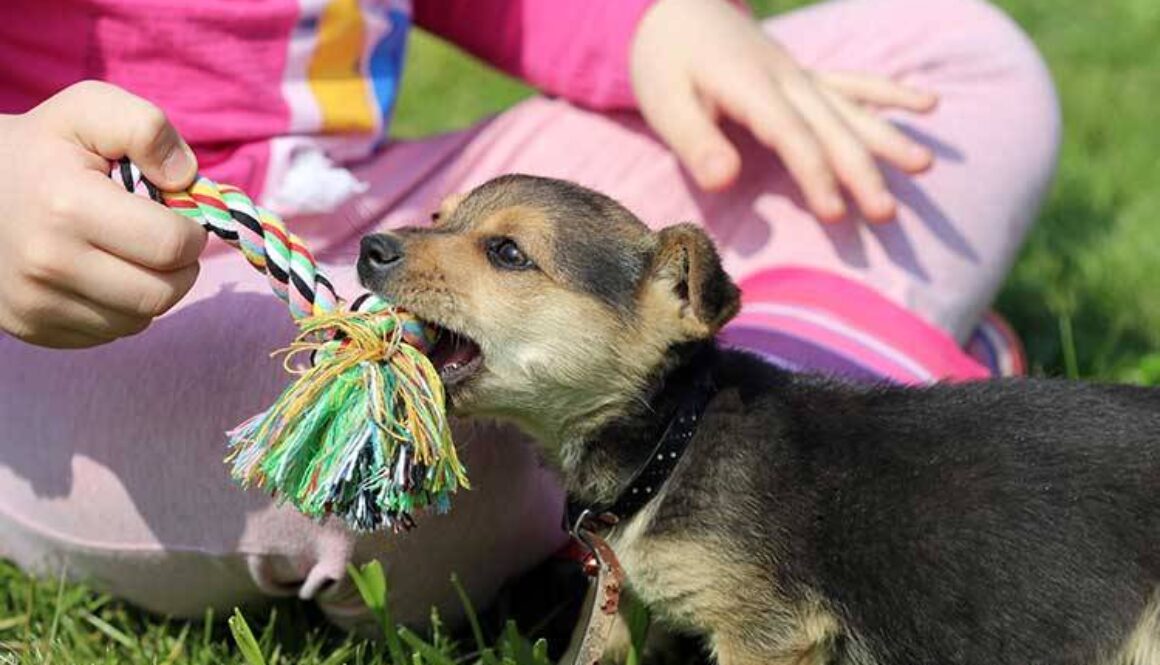 6 Safety Tips for Children and Puppies