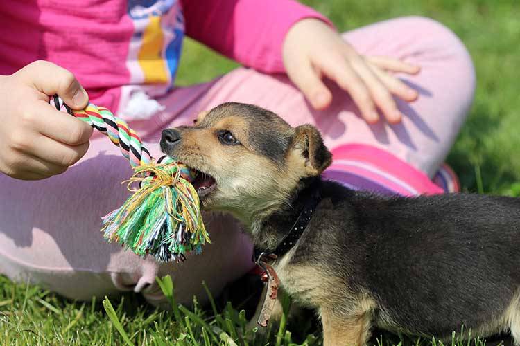6 Safety Tips for Children and Puppies
