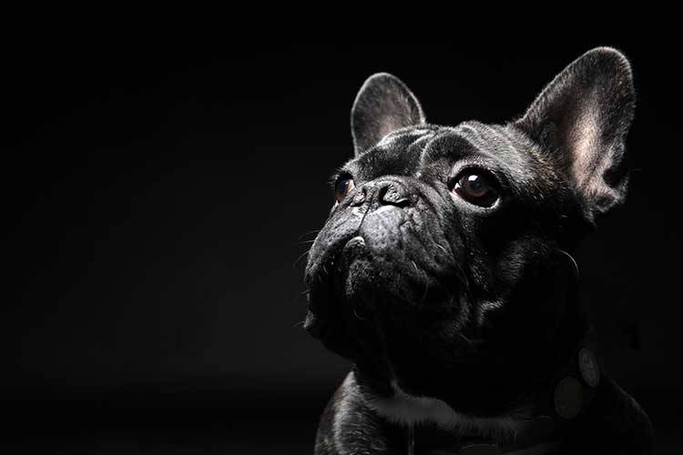 Dog Dies On United Airlines: Preventing This Tragedy