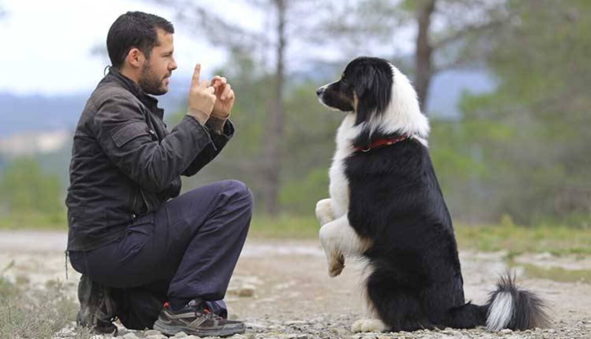 Is Your Dog’s Behavior Improving?