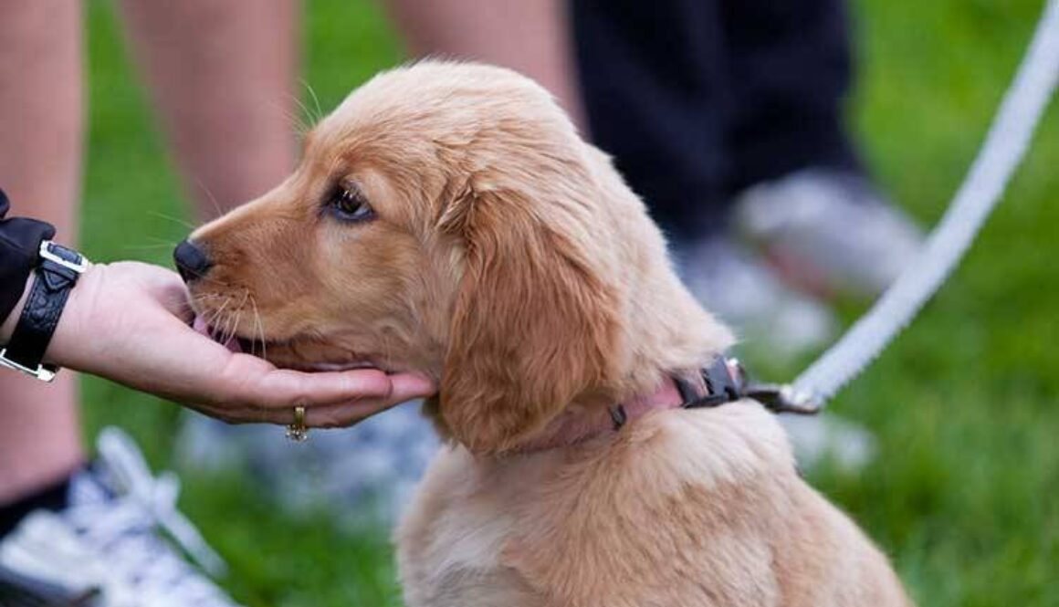 Give Dogs Choices During Greetings