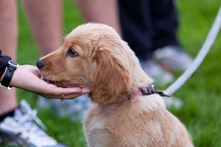 Give Dogs Choices During Greetings