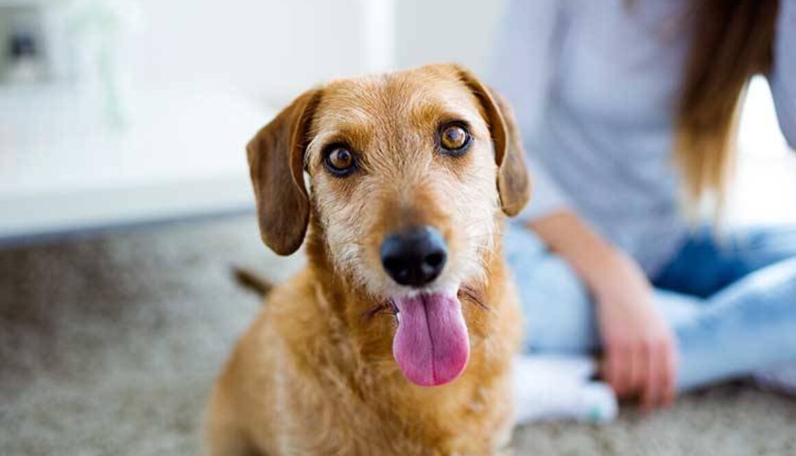 How to House Train an Adult Dog