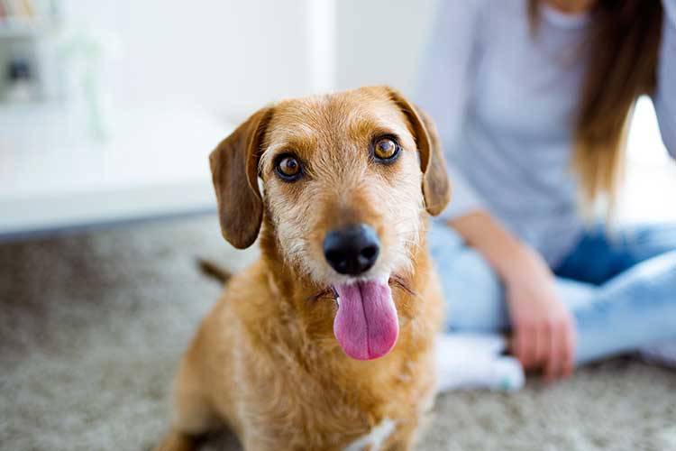 How to House Train an Adult Dog