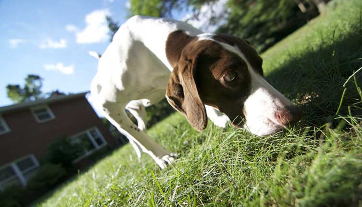 Should Dogs Be Left Outdoors Unattended?