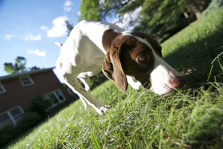 Should Dogs Be Left Outdoors Unattended?