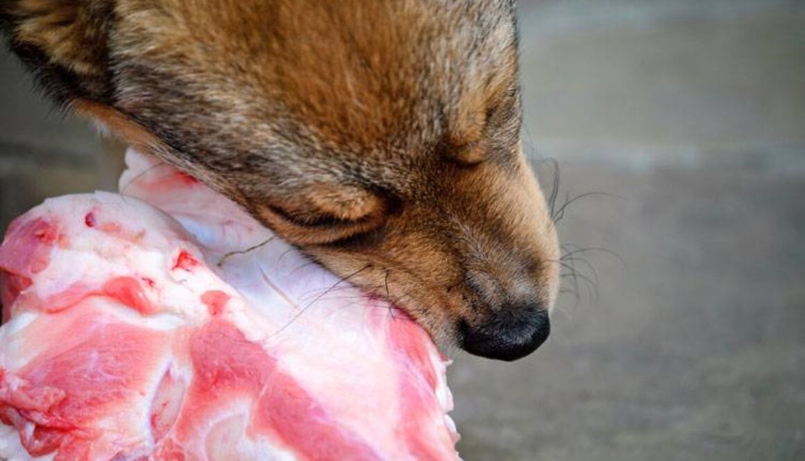 Raw Dog Food: Not All Dogs Can Eat It