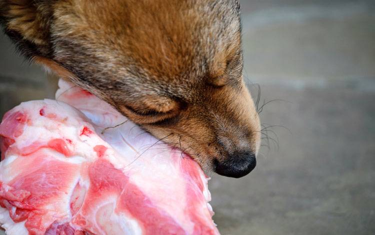 Raw Dog Food: Not All Dogs Can Eat It