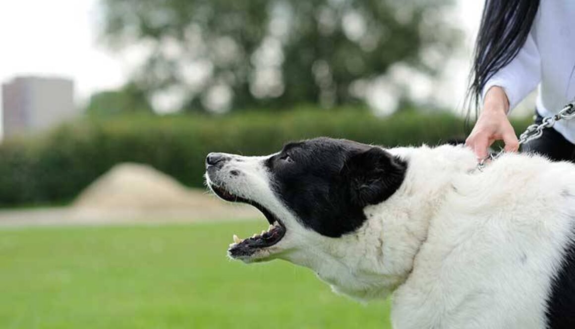 Stop Walking Your Aggressive Dog In Public