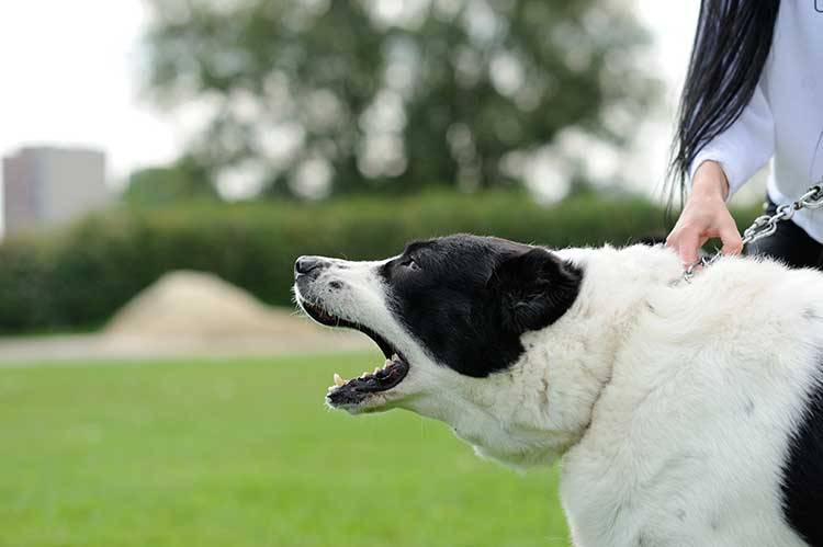 Stop Walking Your Aggressive Dog In Public