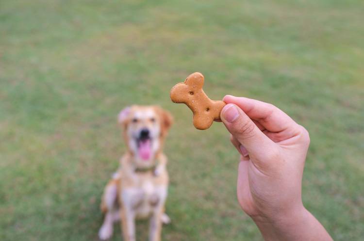 The Right Way to Do Lure Reward Dog Training