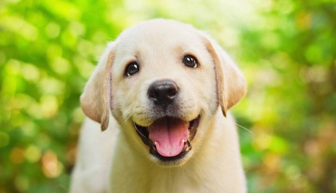 Top 10 Puppy Training Tips