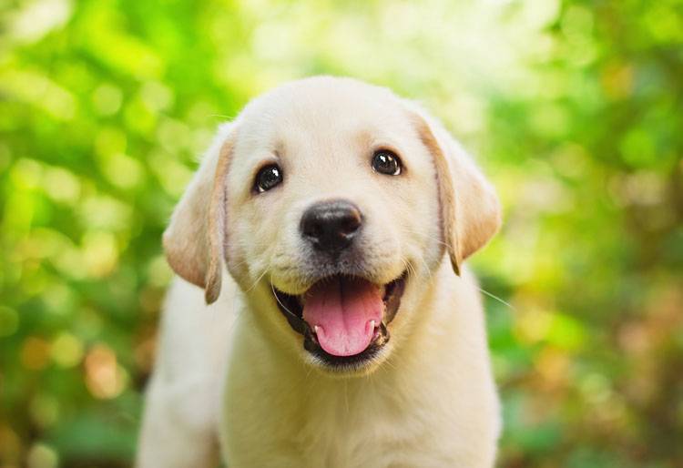 Top 10 Puppy Training Tips