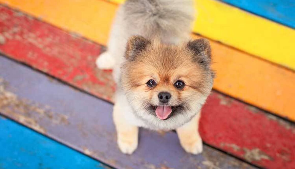 What Every Dog Owner Should Know