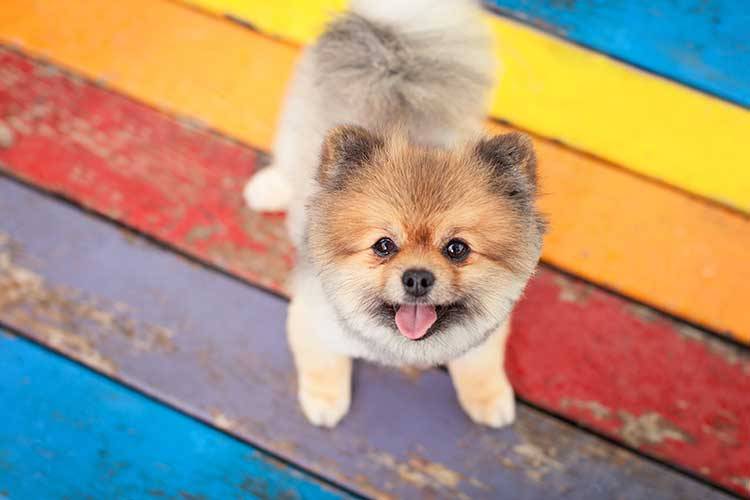 What Every Dog Owner Should Know