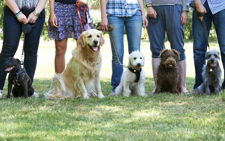 11 Common Dog Training Questions