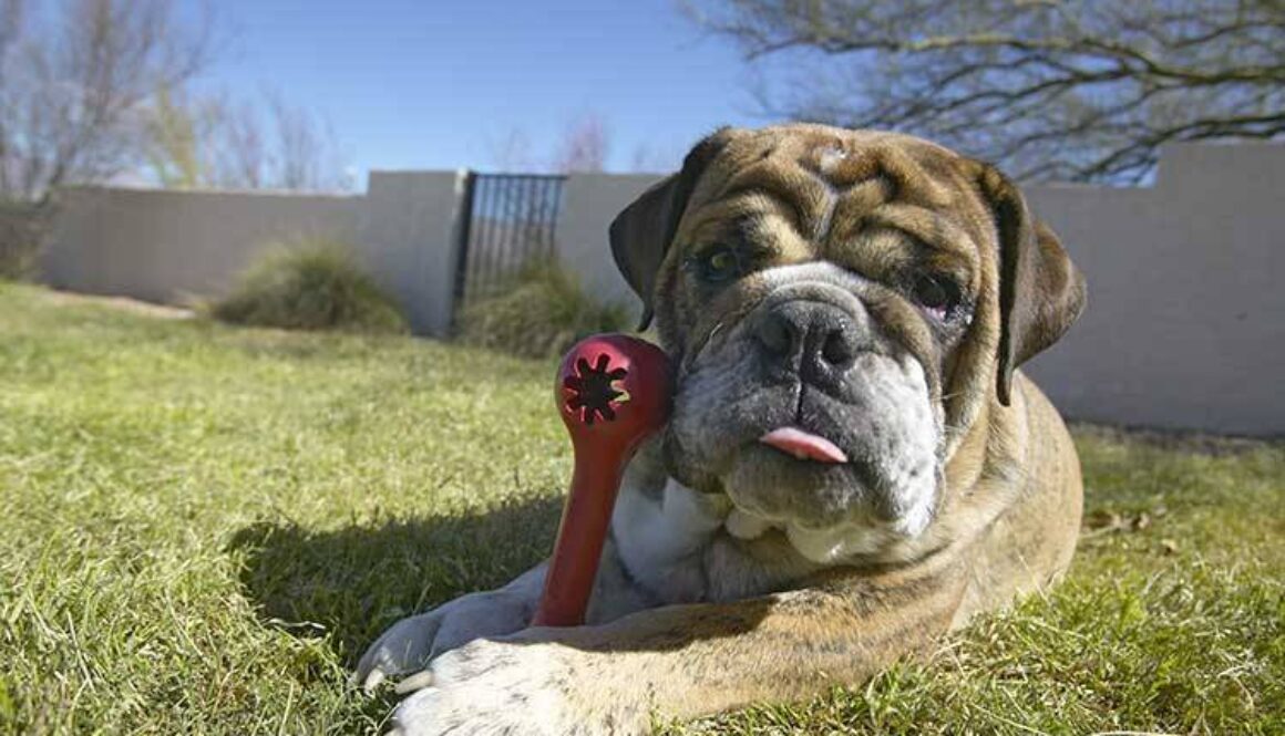 8 Super Quick Kong Stuffing Ideas Your Dog Will Love