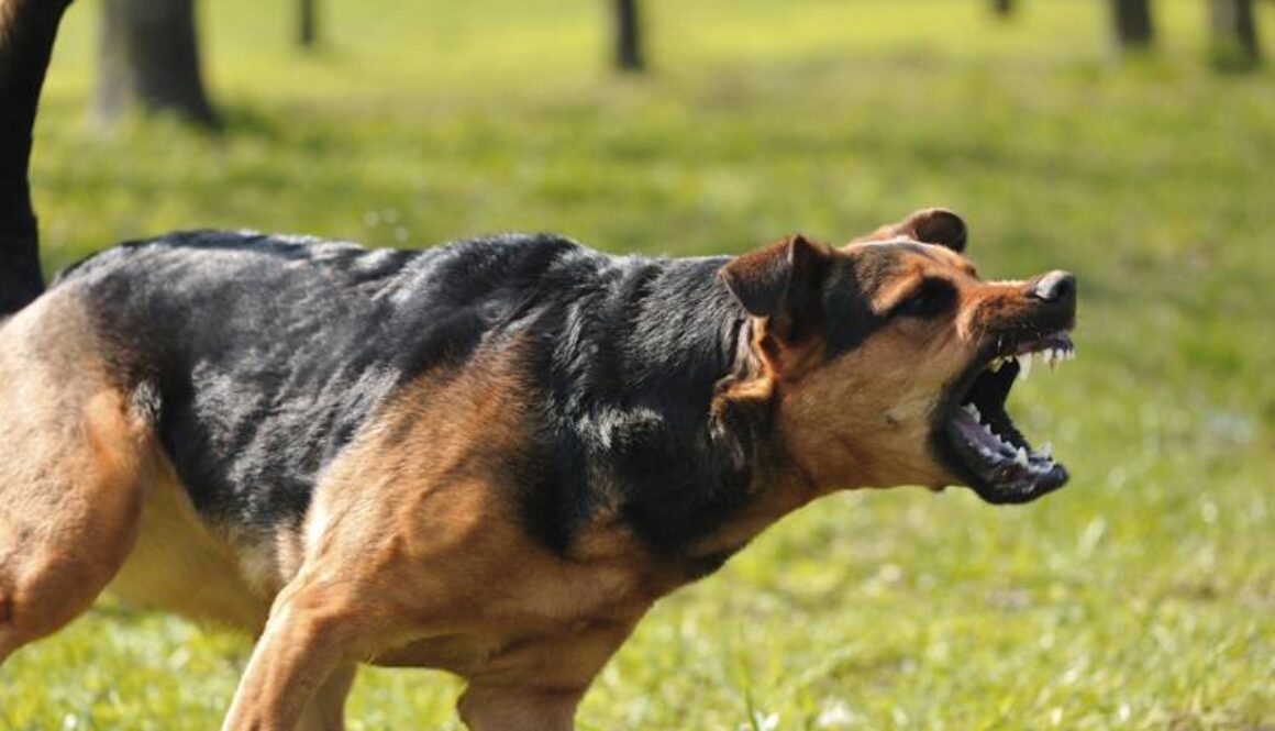 Debunking Dog Aggression Myths