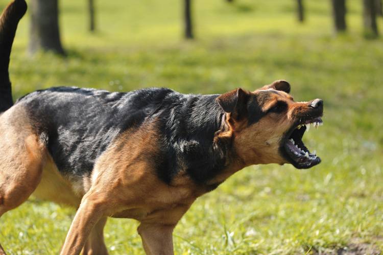 Debunking Dog Aggression Myths
