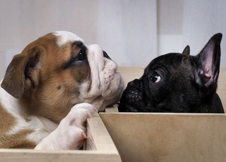 Different breeds of dogs, different puppies