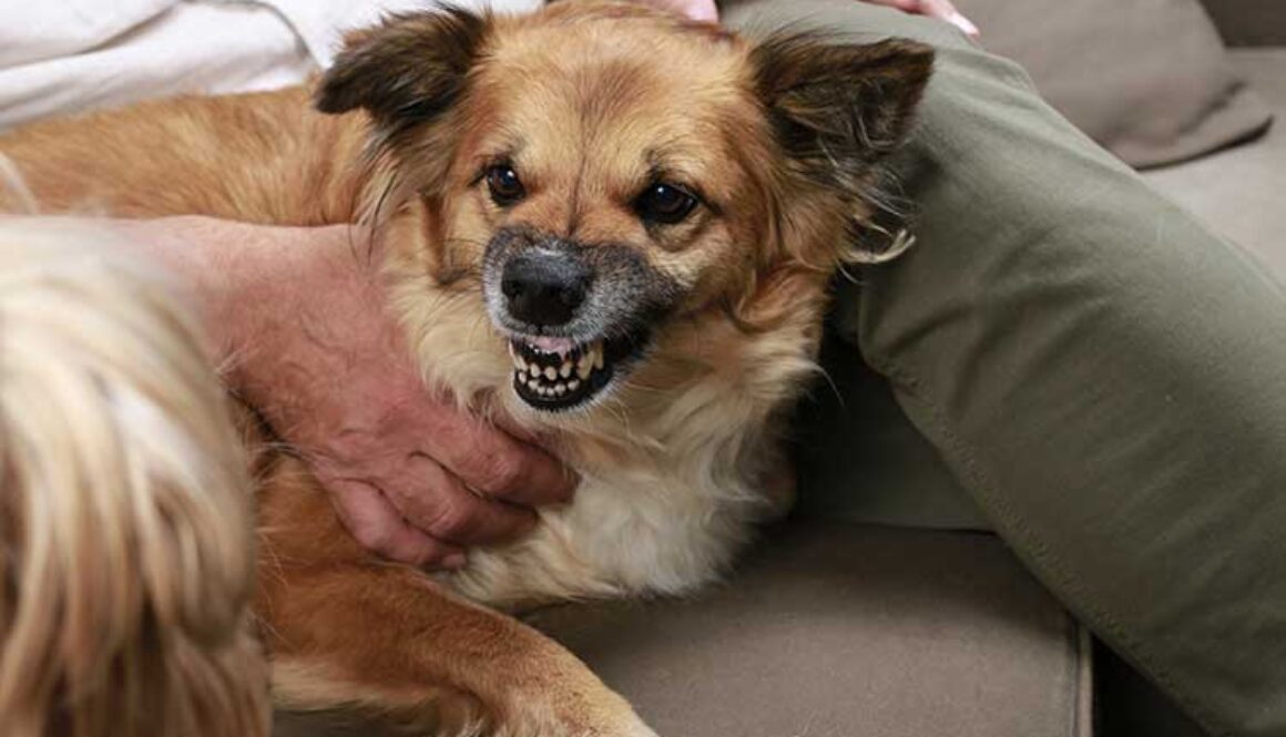 Is My Dog Protecting Me Or Is He Scared?