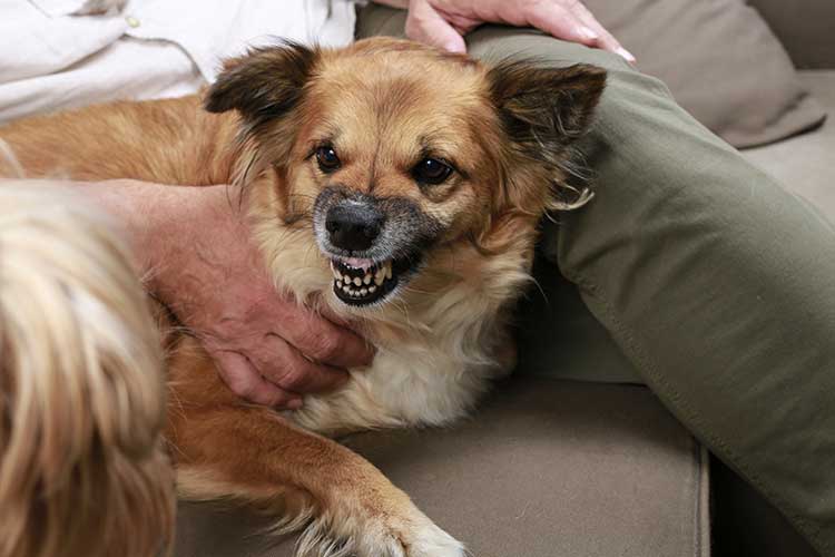Is My Dog Protecting Me Or Is He Scared?