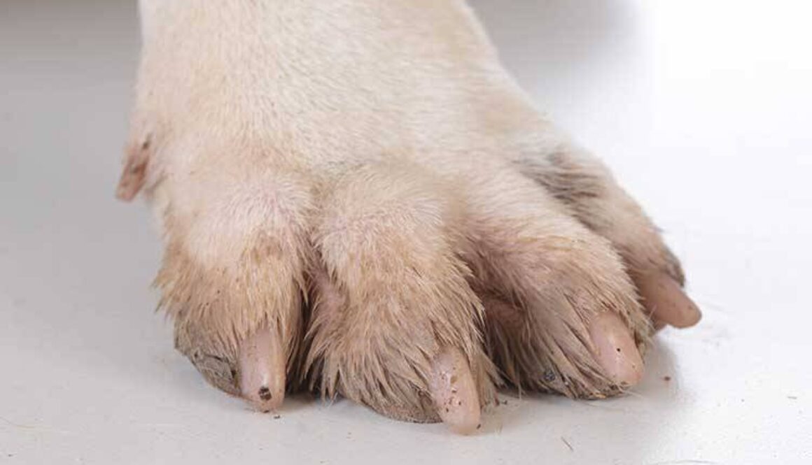 How To Treat Dog Yeast Infections