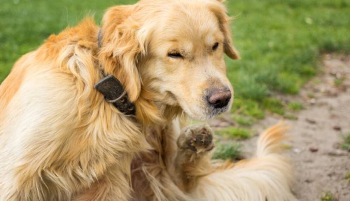 how-to-handle-flea-infestation