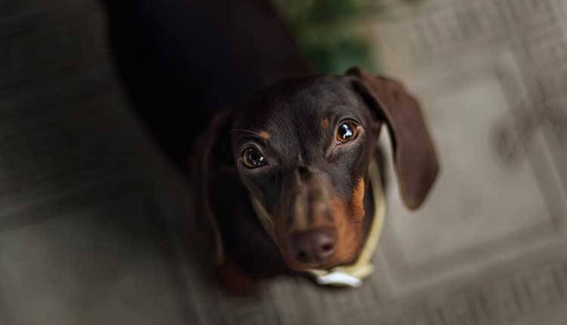 Pet Dachshund Standing on Rainbow Table Looking Up