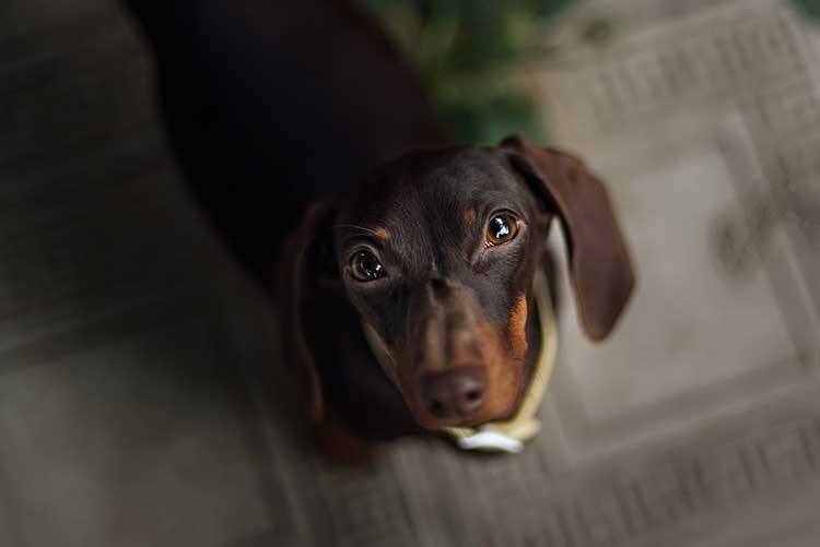 Pet Dachshund Standing on Rainbow Table Looking Up