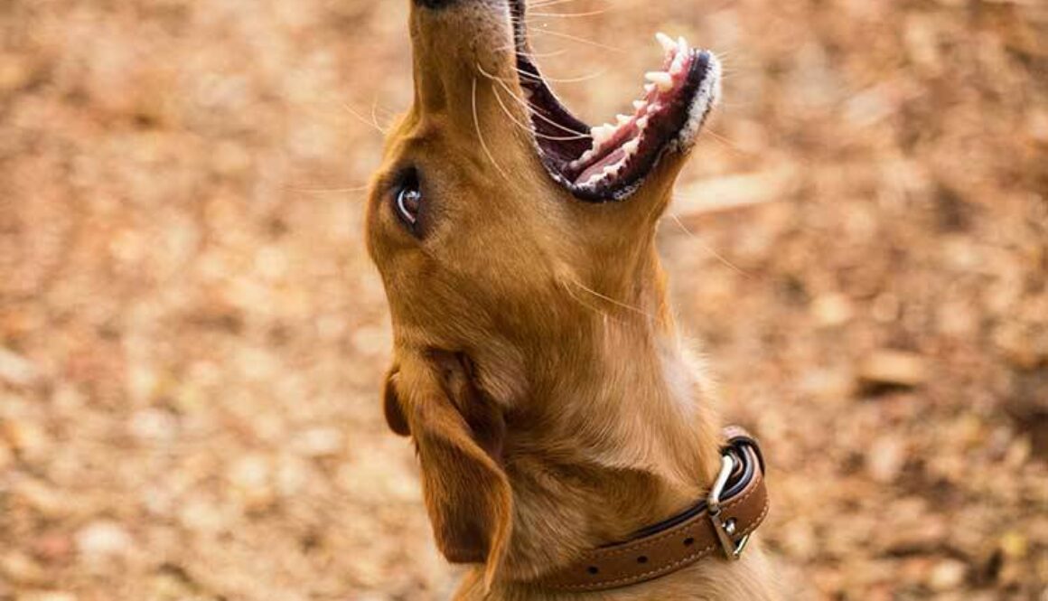 Help! My Puppy Just Growled At Me, What Should I Do?