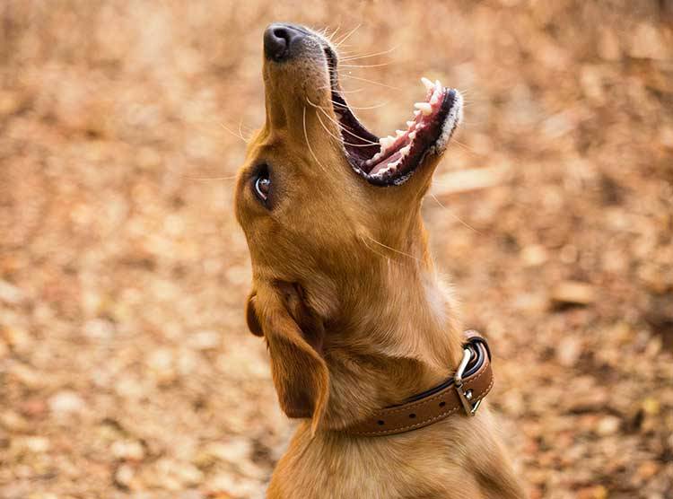 Help! My Puppy Just Growled At Me, What Should I Do?