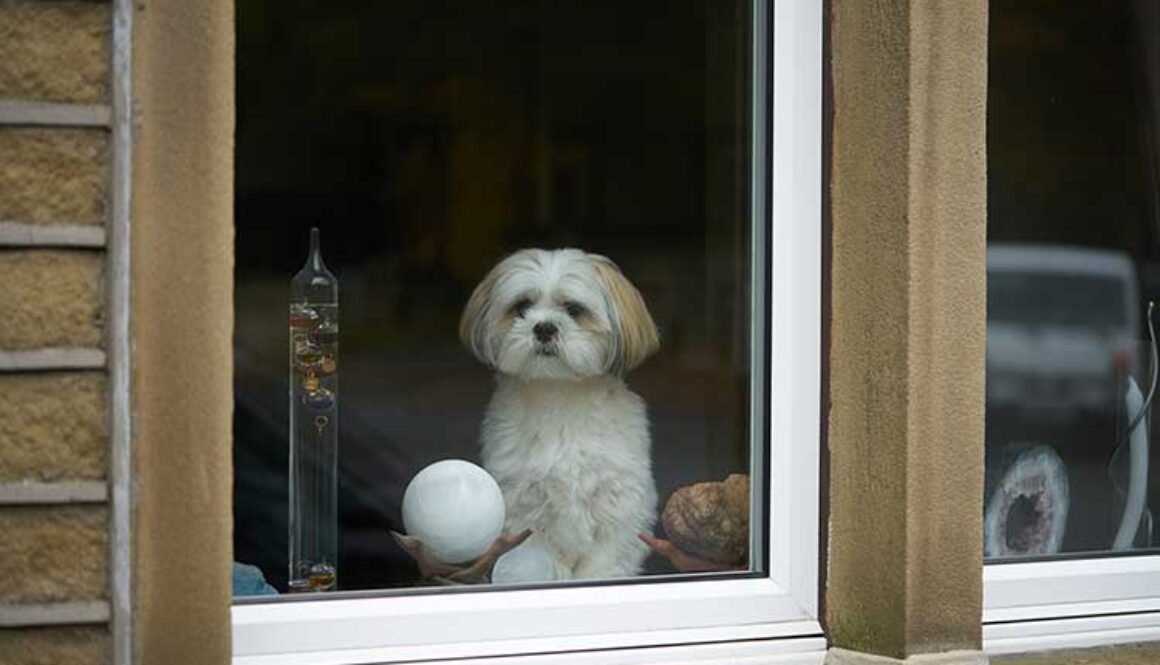 Tips For Dogs Barking At Passersby From Inside Their Home