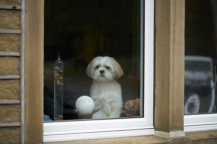 Tips For Dogs Barking At Passersby From Inside Their Home