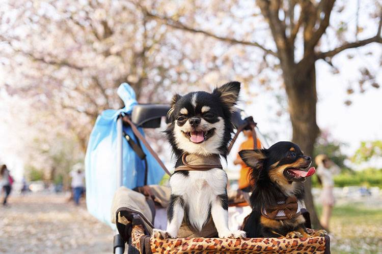 Chihuahua dog