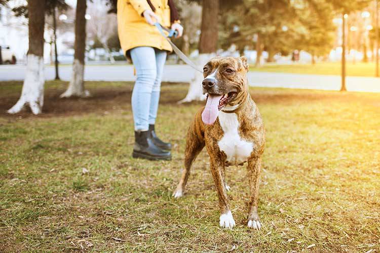 Staffordshire terrier for a walk in the park. Behind is a girl holding a dog on a leash