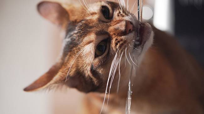 closeup shot of abyssinian cat drinking water from faucet