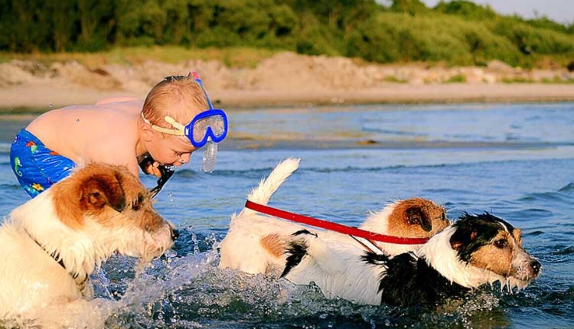 7 Tips for Bringing Your Dog to the Beach