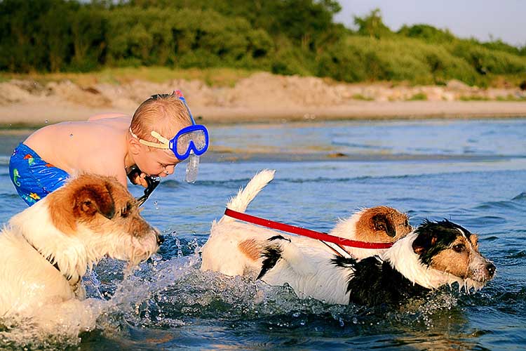 7 Tips for Bringing Your Dog to the Beach