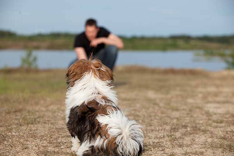 Solutions To Common Dog Training Mistakes