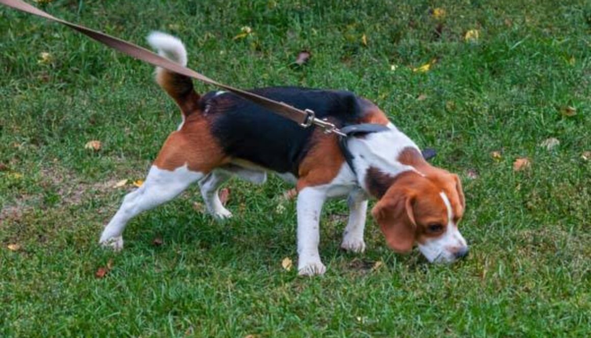 Does Exercise Relieve Excess Energy in Dogs?