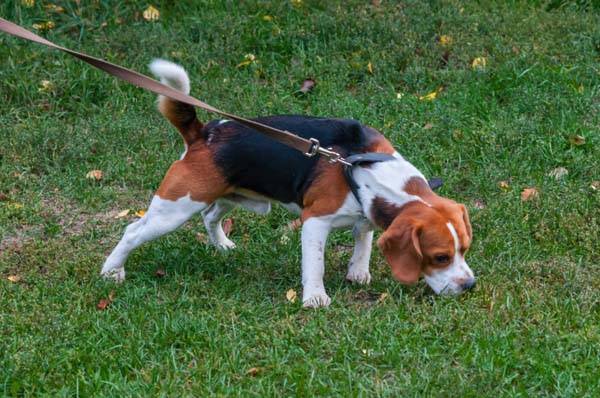 Does Exercise Relieve Excess Energy in Dogs?