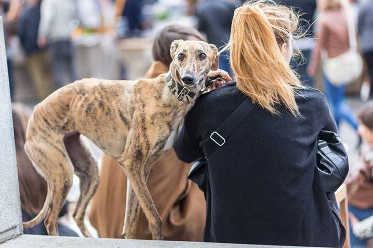 Italian Greyhound dog with his female owner.