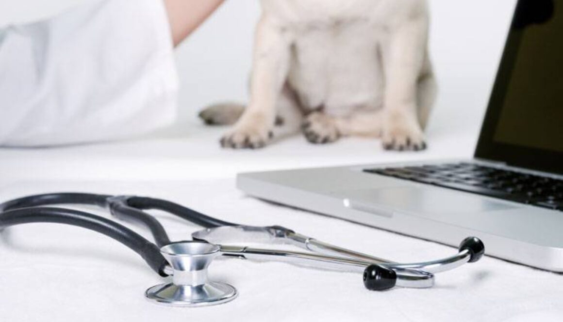 Holistic Veterinary Care