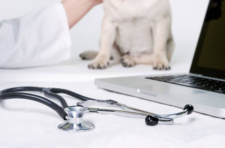 Holistic Veterinary Care
