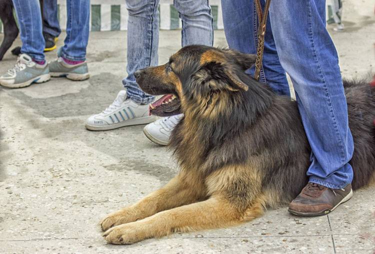 How to Get the Most Out of Your Dog Training Class