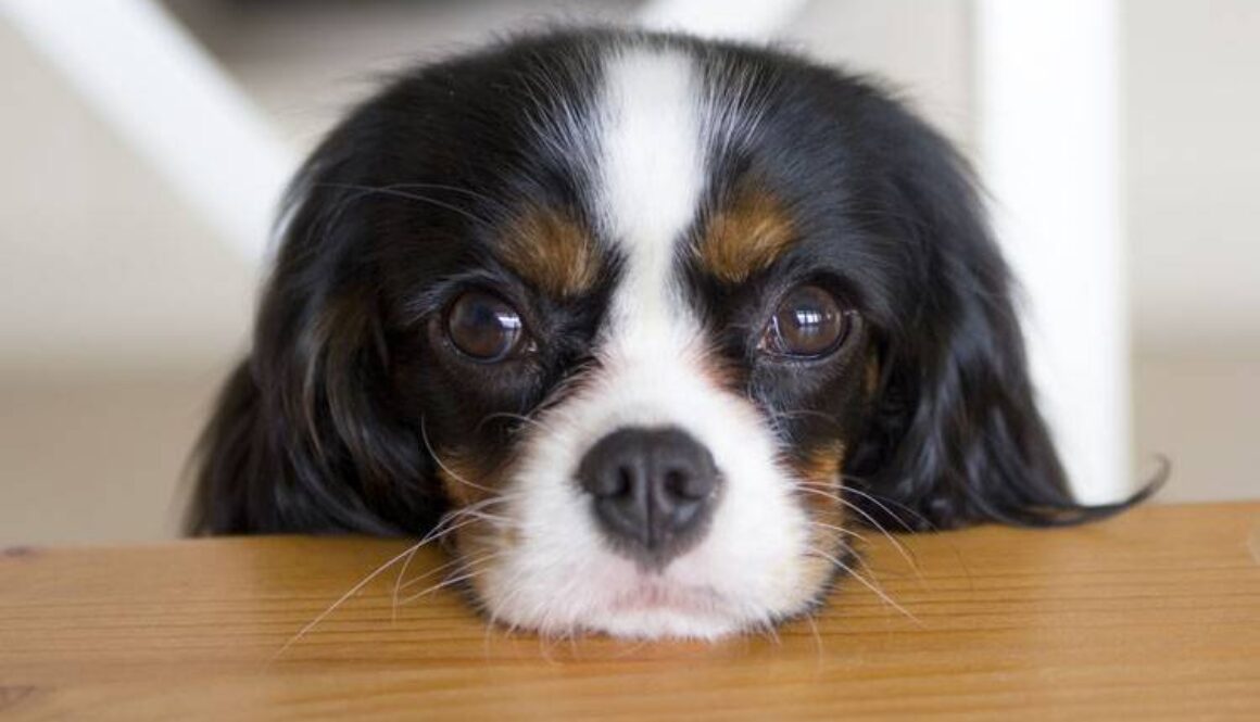 How to Stop a Begging Dog