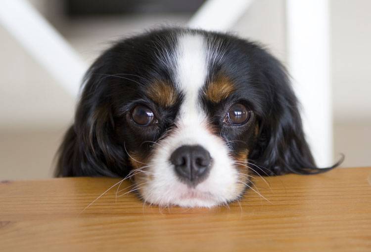 How to Stop a Begging Dog